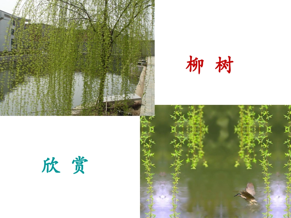 《老树的故事》PPT课件[北师大版一年级语文下册]_第3页
