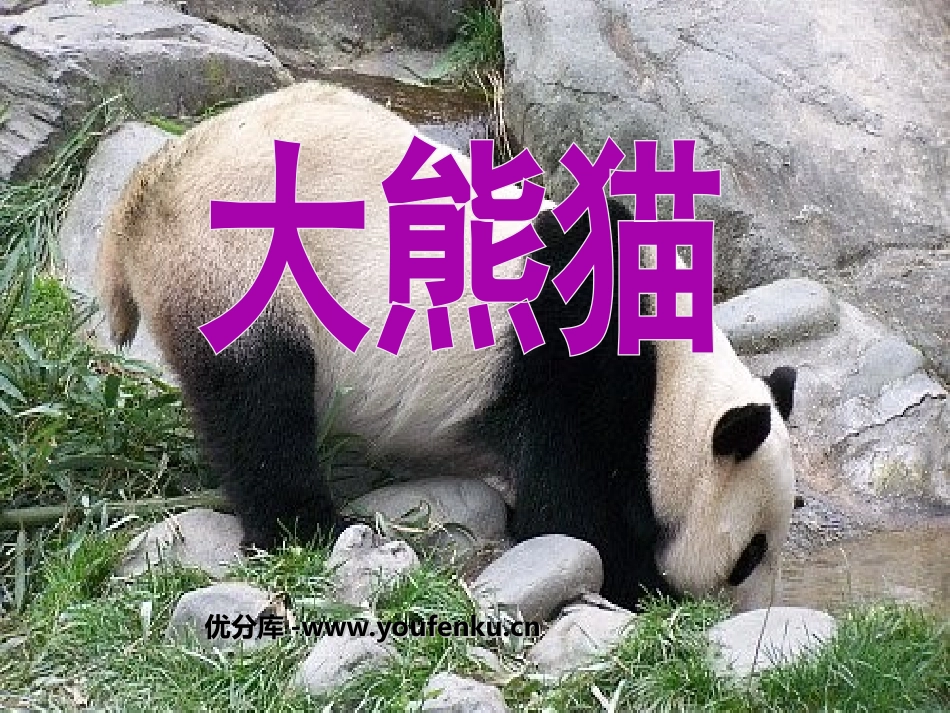 《大熊猫》PPT课件[北师大版一年级语文下册]_第1页