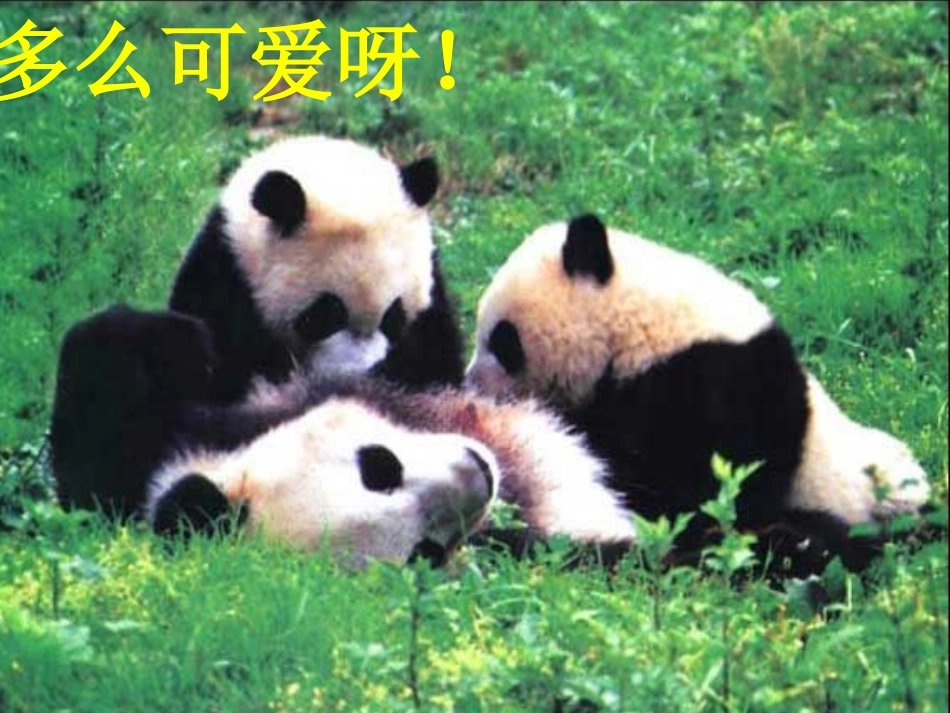 《大熊猫》PPT课件[北师大版一年级语文下册]_第2页