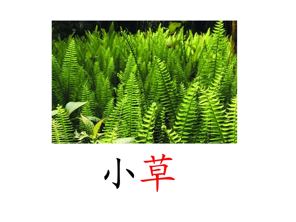 《丁丁冬冬学识字》PPT课件[北师大版一年级语文下册]_第2页