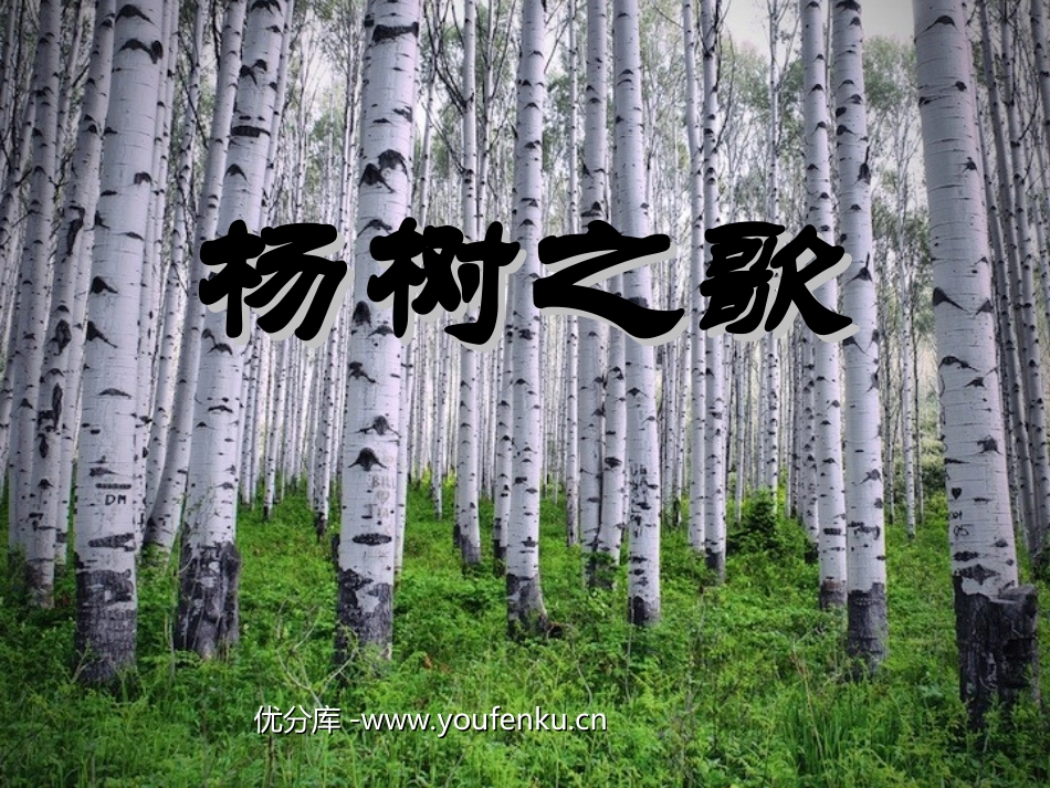 《杨树之歌》PPT课件[北师大版二年级语文下册]_第1页
