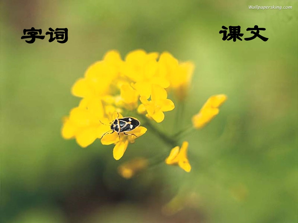 《装满昆虫的口袋》PPT课件[北师大版三年级语文下册]_第2页