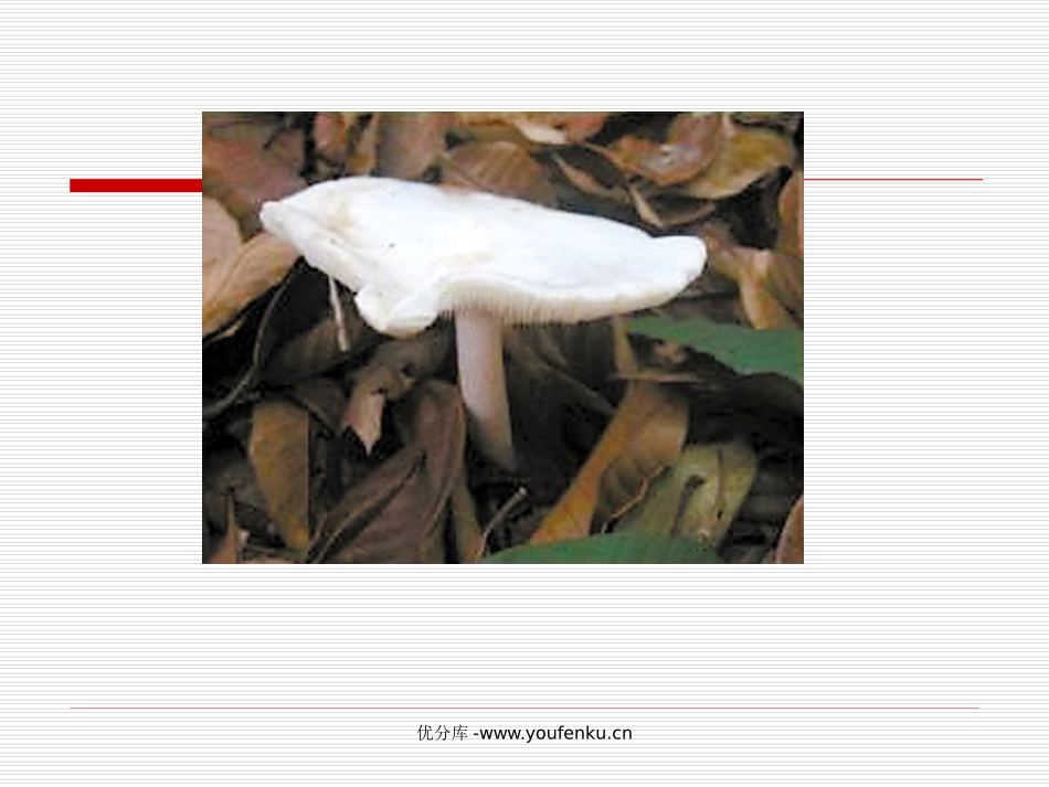 《蘑菇该奖给谁》PPT课件[苏教版一年级语文下册]_第3页