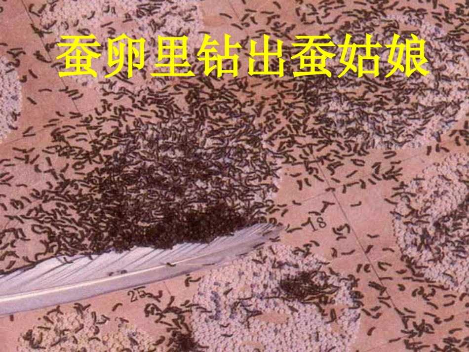 《蚕姑娘》PPT课件[苏教版二年级语文下册]_第2页