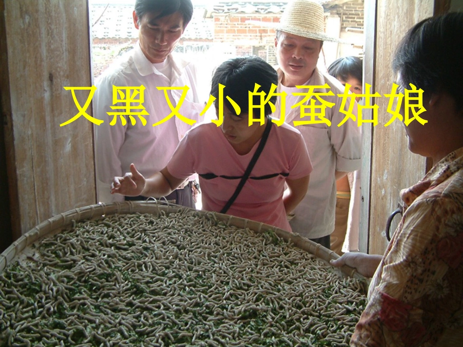 《蚕姑娘》PPT课件[苏教版二年级语文下册]_第3页