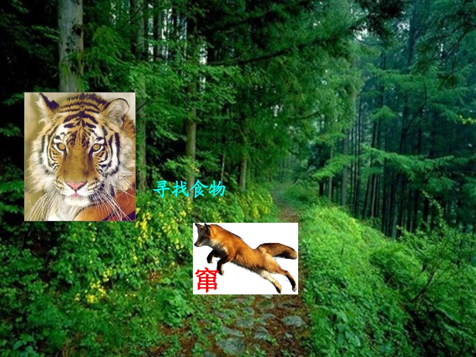 《狐假虎威》PPT课件[苏教版二年级语文下册]_第3页