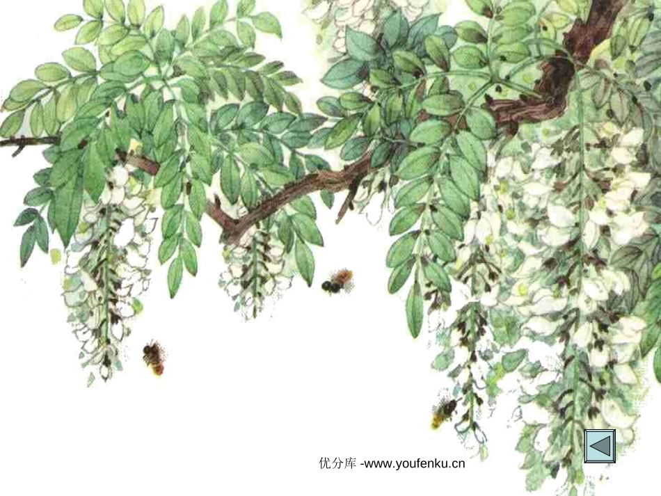 《槐乡五月》PPT课件[苏教版三年级语文下册]_第3页