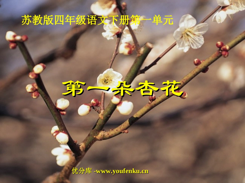 《第一朵杏花》PPT课件[苏教版四年级语文下册]_第1页