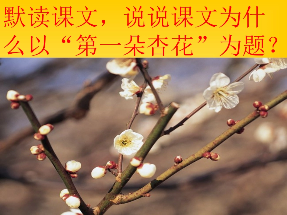 《第一朵杏花》PPT课件[苏教版四年级语文下册]_第3页
