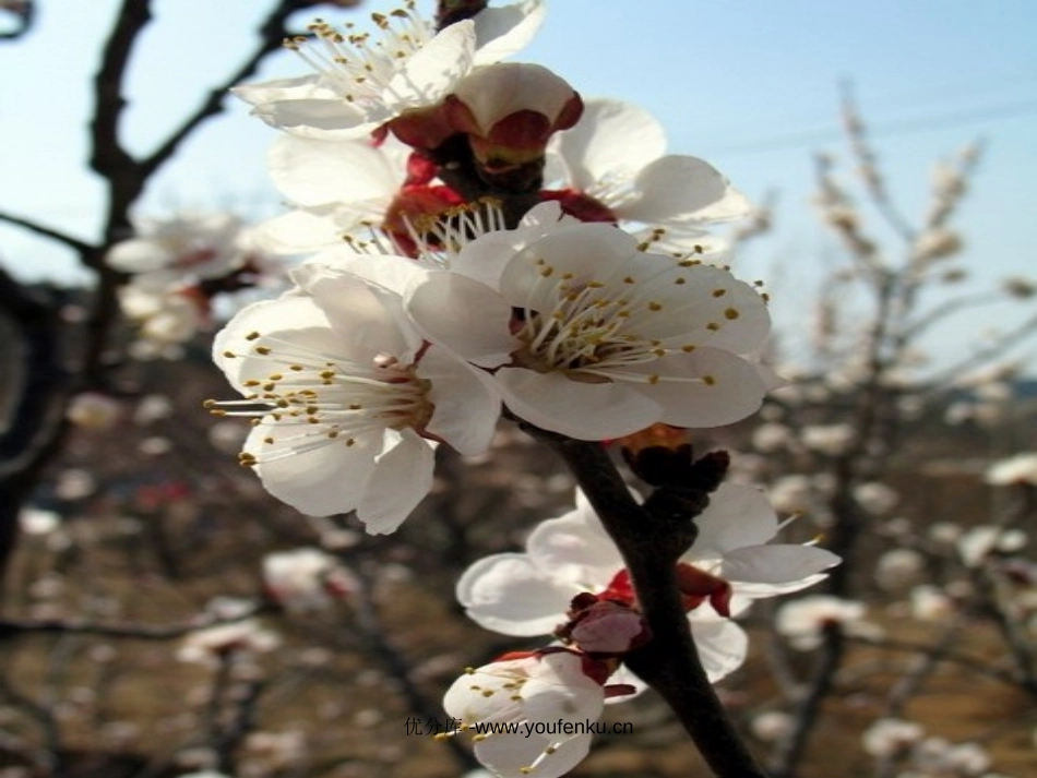 《第一朵杏花》PPT课件[苏教版四年级语文下册]_第1页