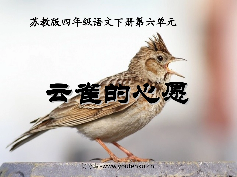 《云雀的心愿》PPT课件[苏教版四年级语文下册]_第1页