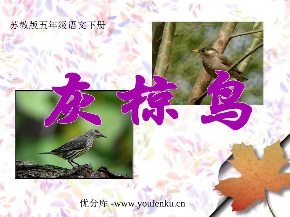 《灰椋鸟》PPT课件[苏教版五年级语文下册]_第1页