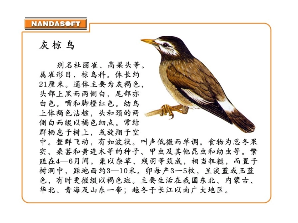 《灰椋鸟》PPT课件[苏教版五年级语文下册]_第2页