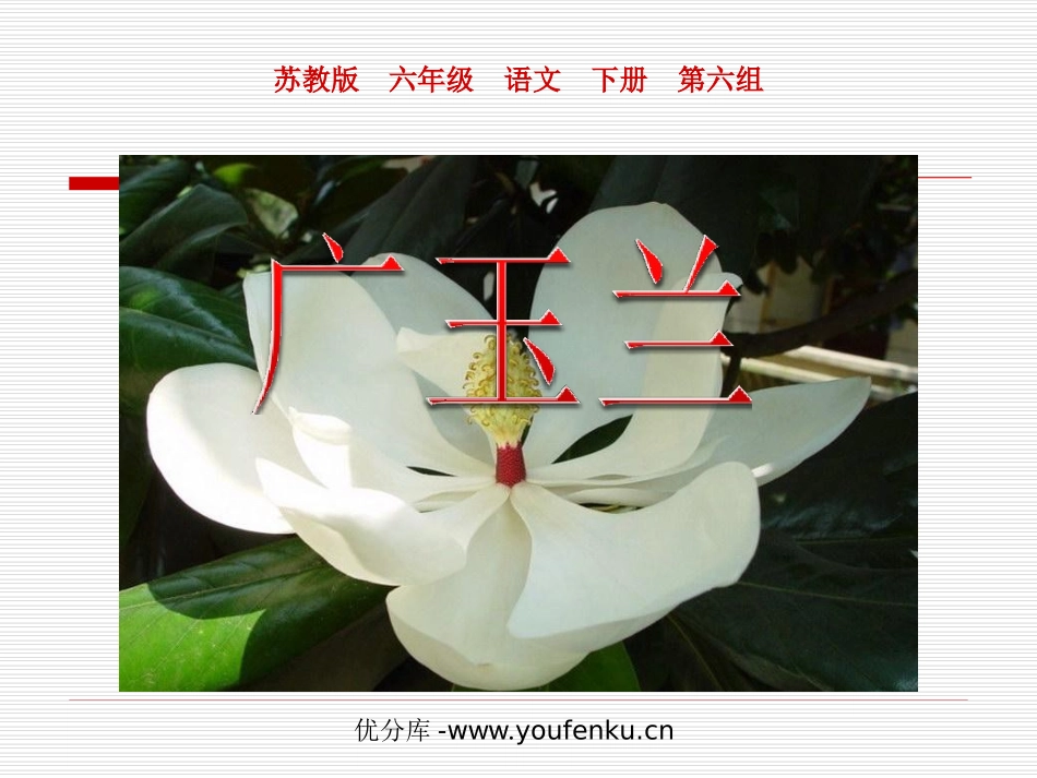 《广玉兰》PPT课件[苏教版六年级语文下册]_第1页