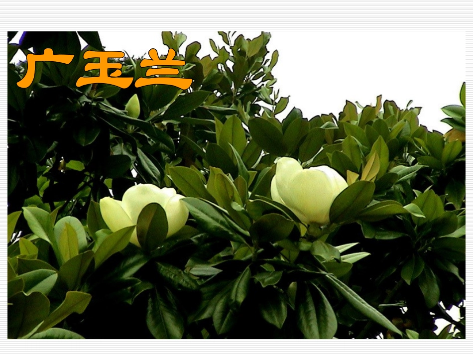 《广玉兰》PPT课件[苏教版六年级语文下册]_第3页