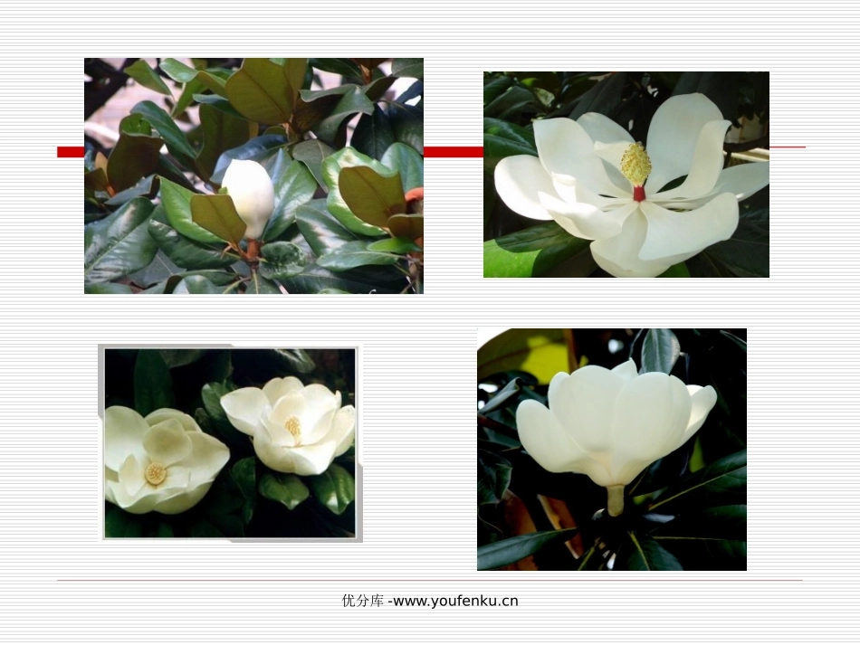 《广玉兰》PPT课件[苏教版六年级语文下册]_第2页