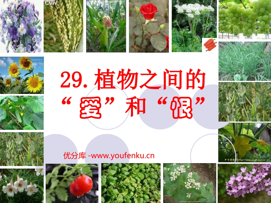 《植物之间的爱和恨》PPT课件[西师大版三年级语文下册]_第1页