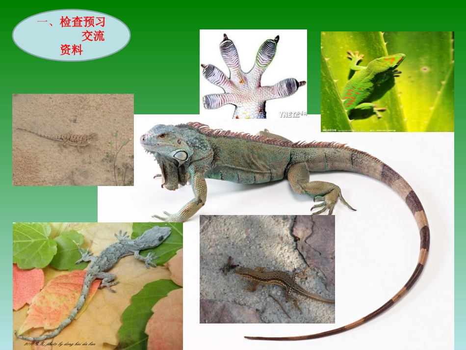《飞檐走壁的虎将》PPT课件[西师大版四年级语文下册]_第3页