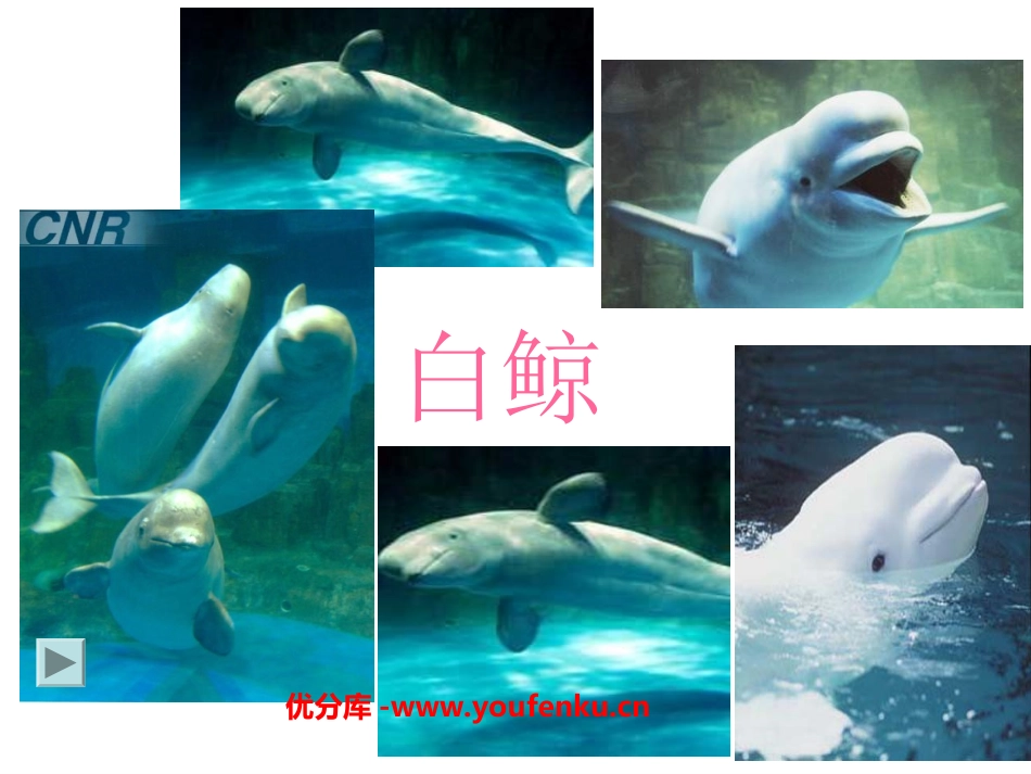 《白鲸》PPT课件[西师大版四年级语文下册]_第1页