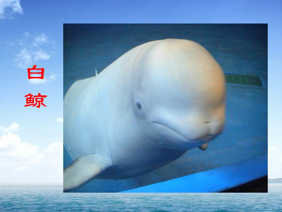 《白鲸》PPT课件[西师大版四年级语文下册]_第2页
