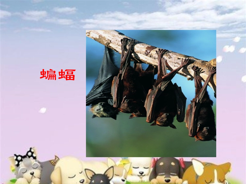 《动物的睡眠》PPT课件[西师大版四年级语文下册]_第3页