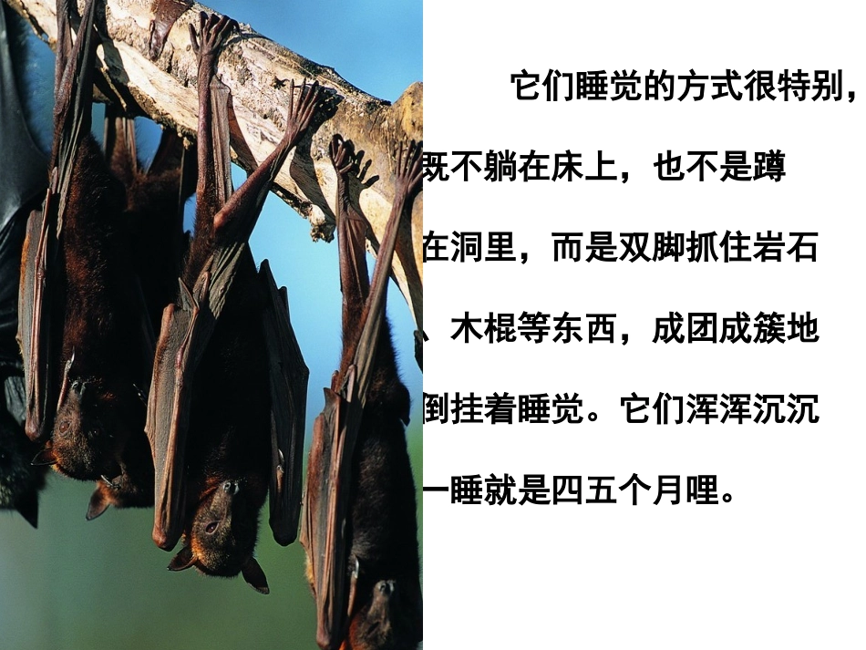《动物的睡眠》PPT课件[西师大版四年级语文下册]_第2页