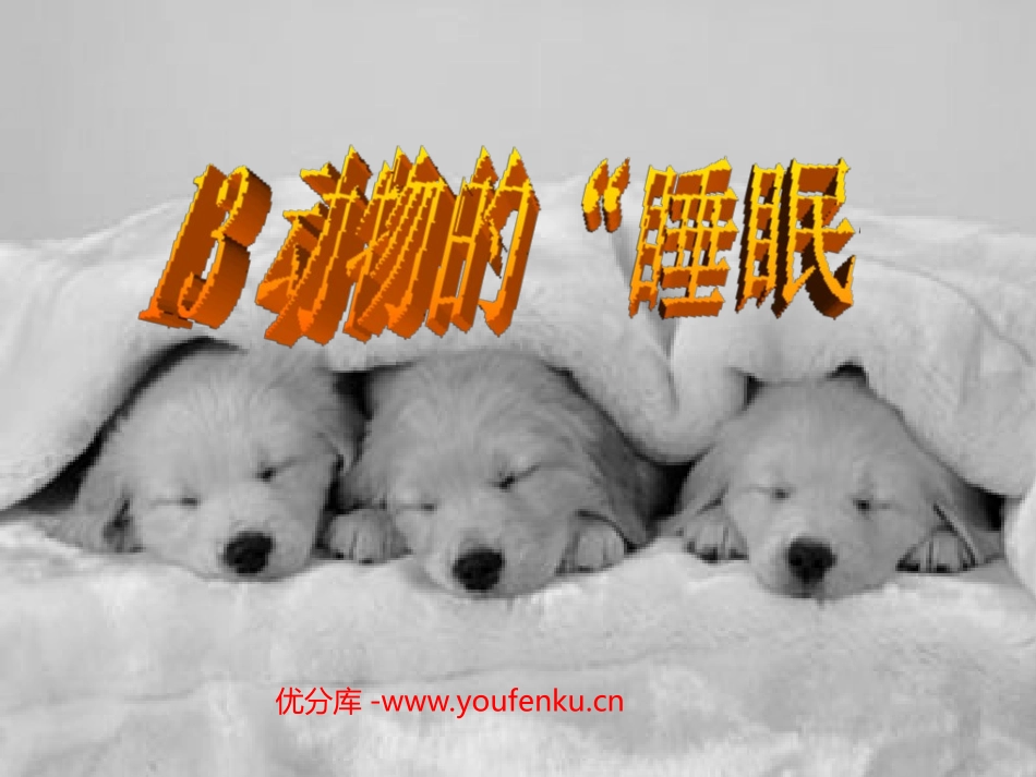 《动物的睡眠》PPT课件[西师大版四年级语文下册]_第1页