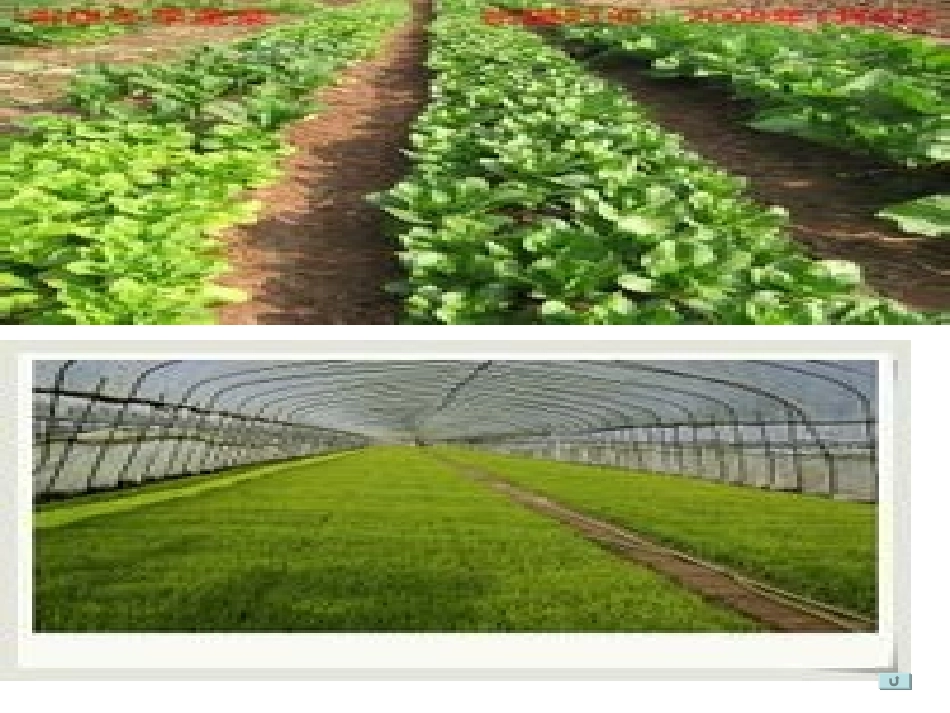 《假如记忆可以移植》PPT课件[西师大版四年级语文下册]_第3页