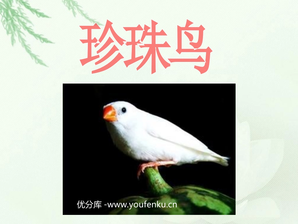 《珍珠鸟》PPT课件[西师大版五年级语文下册]_第1页