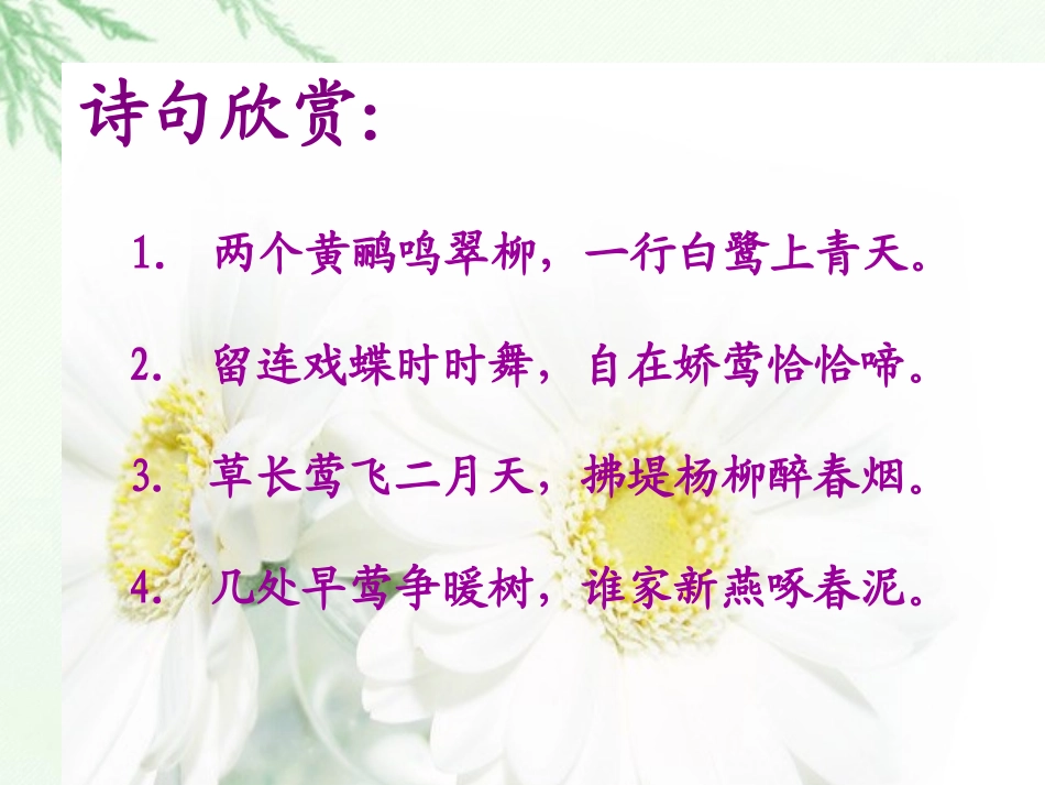 《珍珠鸟》PPT课件[西师大版五年级语文下册]_第2页
