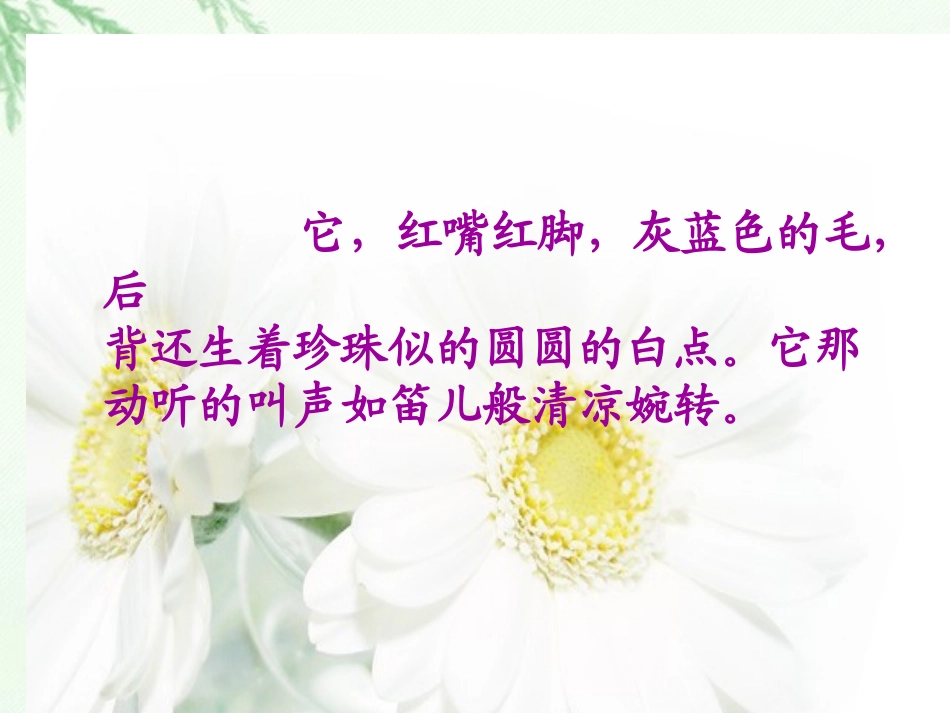 《珍珠鸟》PPT课件[西师大版五年级语文下册]_第3页
