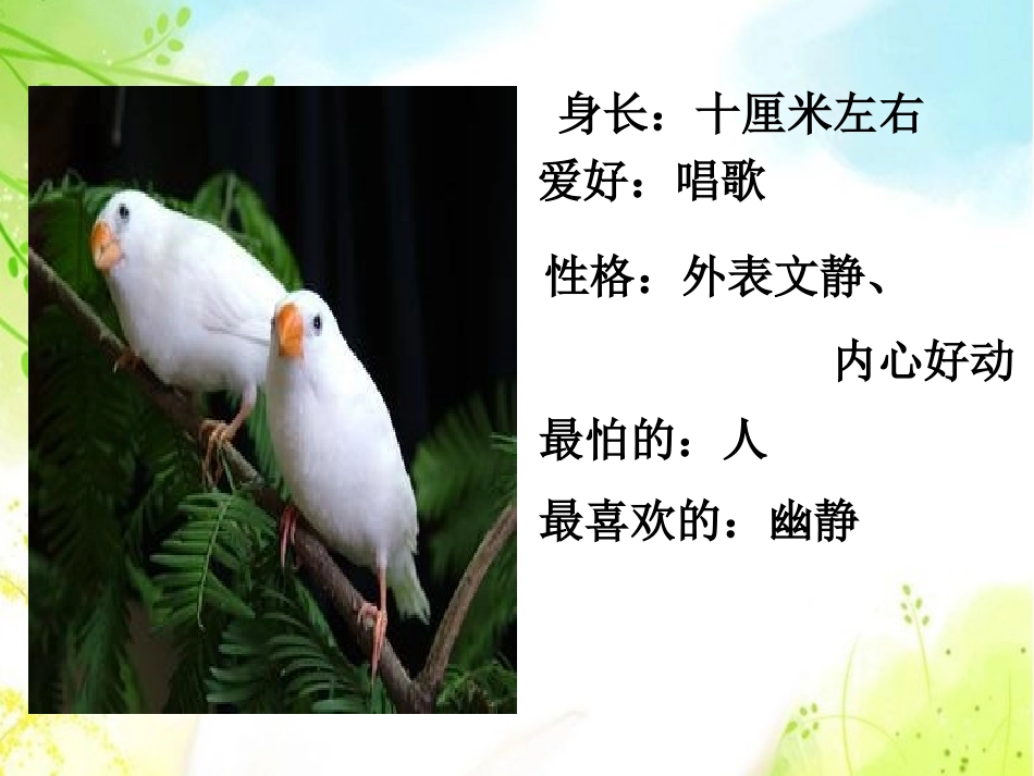 《珍珠鸟》PPT课件[西师大版五年级语文下册]_第2页