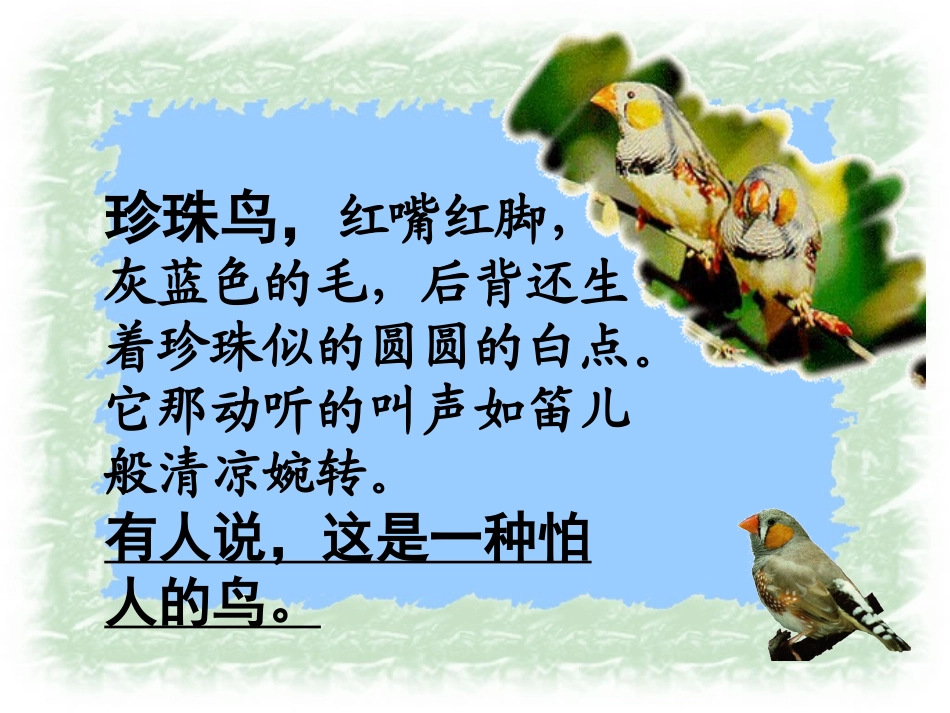 《珍珠鸟》PPT课件1[西师大版五年级语文下册]_第2页