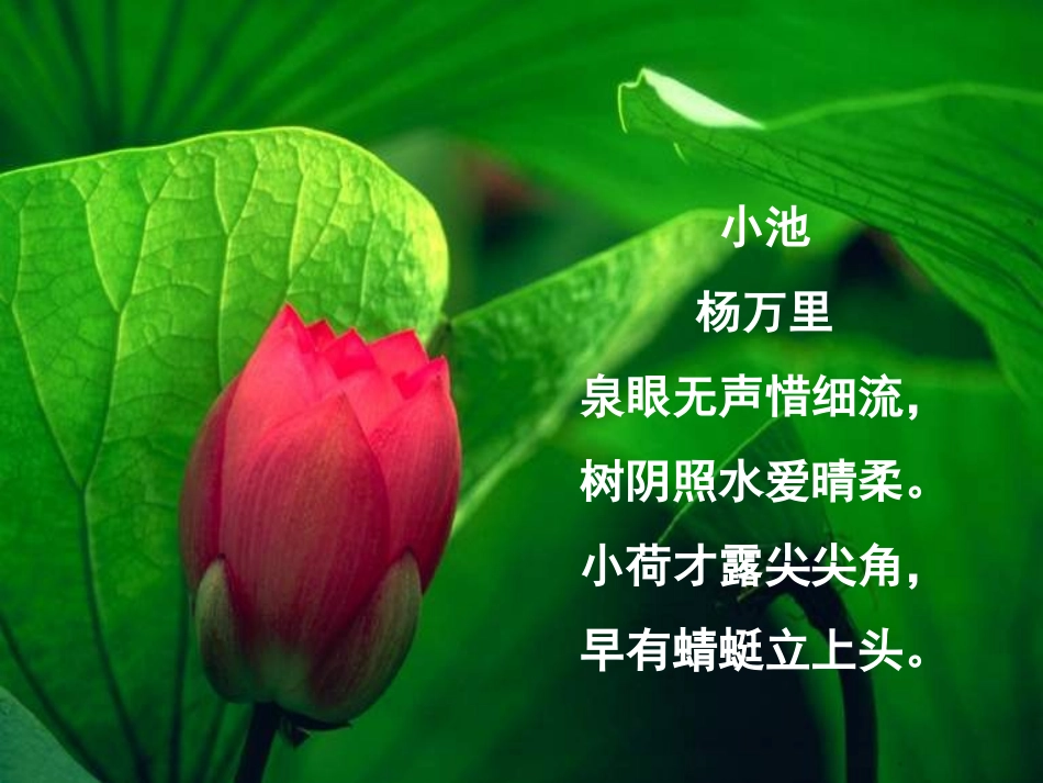 《晓出净慈寺送林子方》PPT课件[西师大版五年级语文下册]_第3页