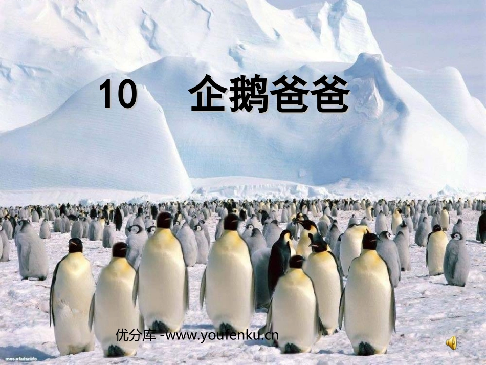 《企鹅爸爸》PPT课件[西师大版六年级语文下册]_第1页
