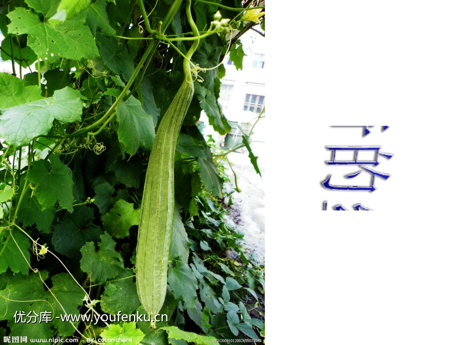 《神奇的丝瓜》PPT课件[西师大版六年级语文下册]_第1页