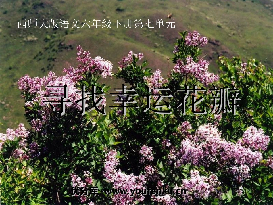 《寻找幸运花瓣》PPT课件[西师大版六年级语文下册]_第1页