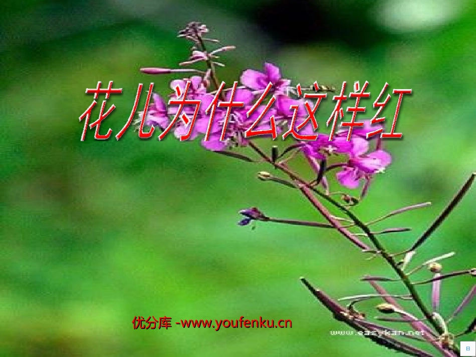 《花儿为什么这样红》PPT课件[北师大版七年级语文下册]_第1页