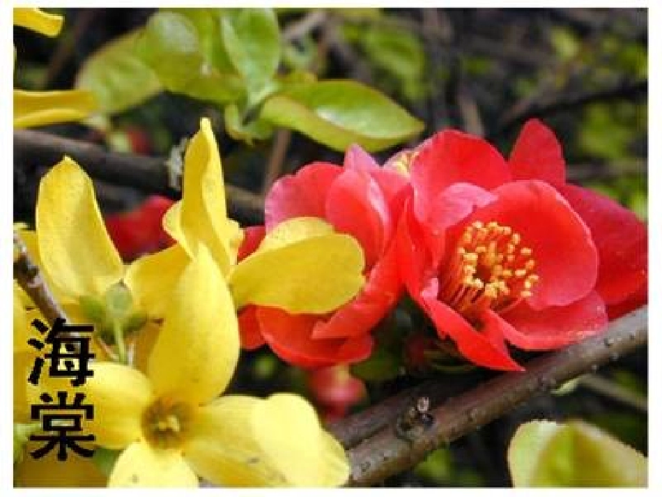 《花儿为什么这样红》PPT课件[北师大版七年级语文下册]_第2页
