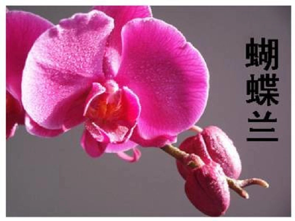 《花儿为什么这样红》PPT课件[北师大版七年级语文下册]_第3页