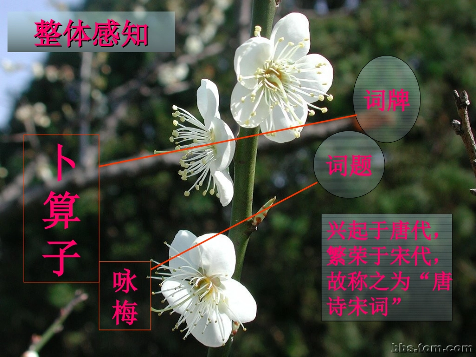 《卜算子·咏梅》PPT课件[北师大版七年级语文下册]_第3页
