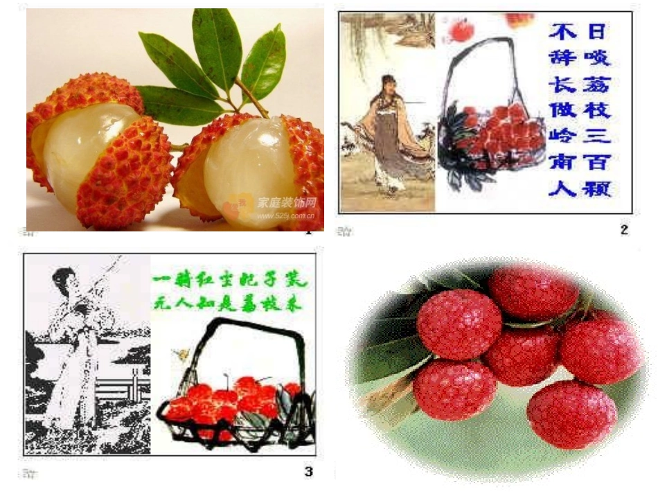 《荔枝图序》PPT课件[北师大版八年级语文下册]_第2页