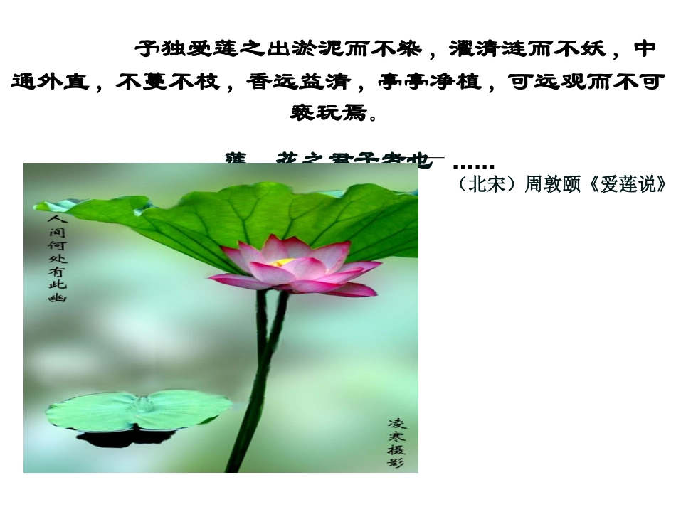 《清塘荷韵》PPT课件[北师大版八年级语文下册]_第2页