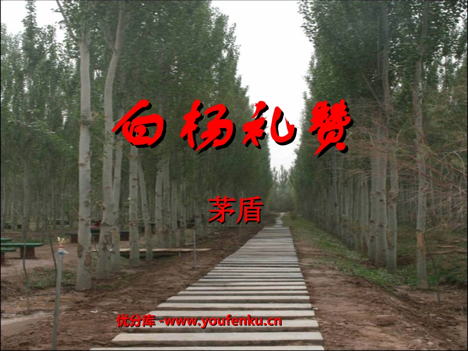 《白杨礼赞》PPT课件[北师大版九年级语文下册]_第1页
