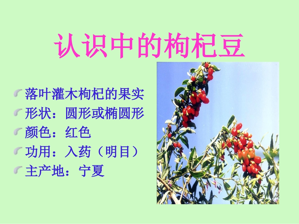 《三颗枸杞豆》PPT课件[苏教版七年级语文下册]_第2页