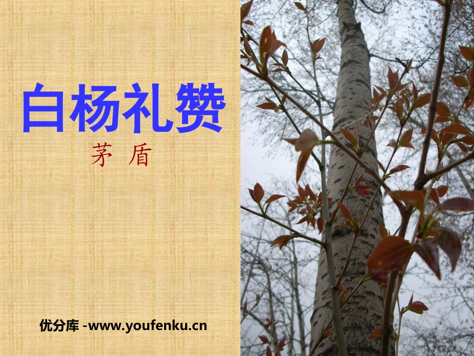 《白杨礼赞》PPT课件[苏教版八年级语文下册]_第1页