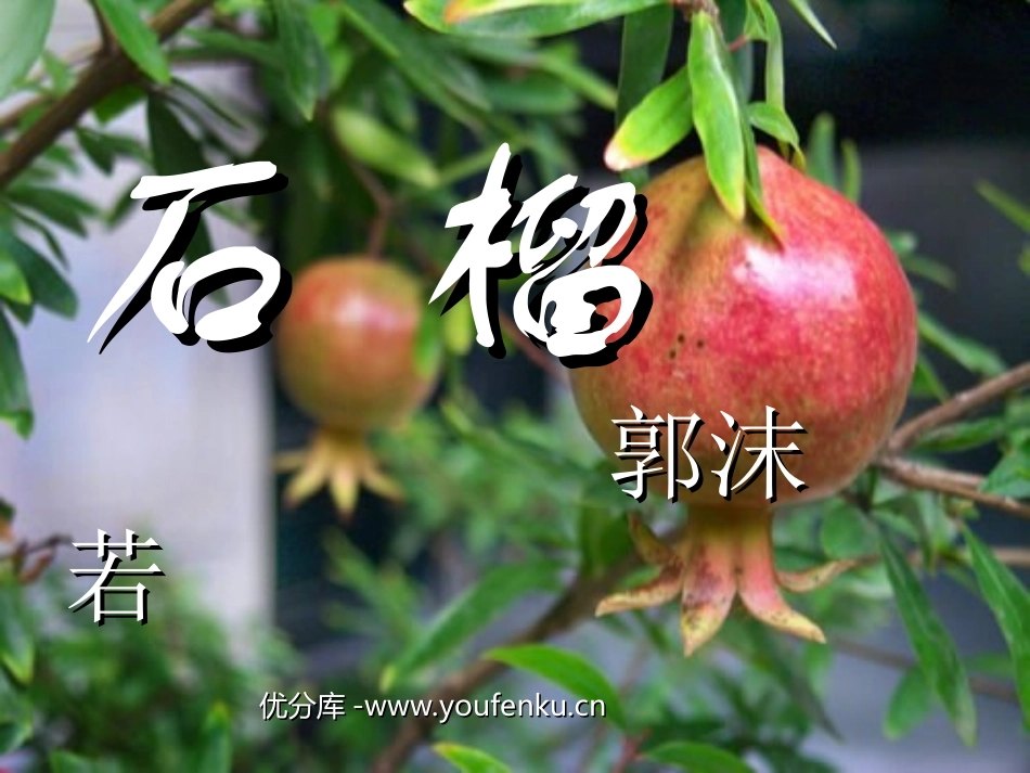 《石榴》PPT课件[苏教版八年级语文下册]_第1页