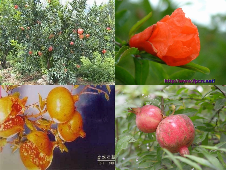 《石榴》PPT课件[苏教版八年级语文下册]_第2页