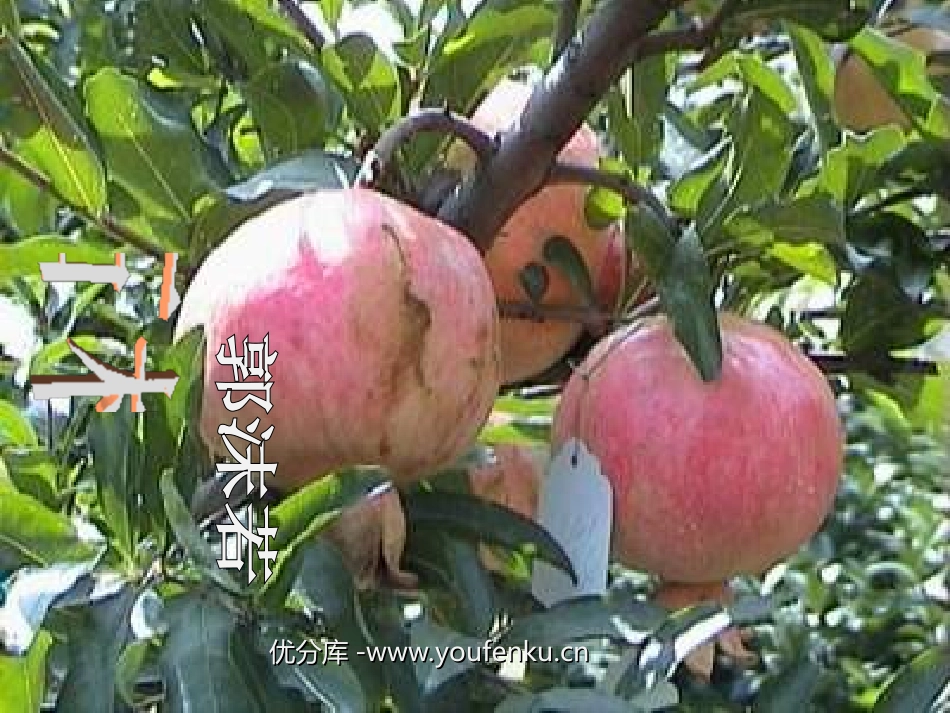 《石榴》PPT课件[苏教版八年级语文下册]_第1页