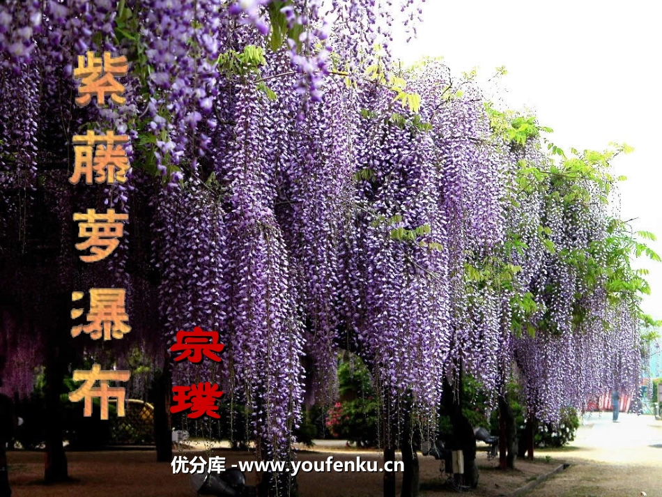 《紫藤萝瀑布》PPT课件[苏教版八年级语文下册]_第1页